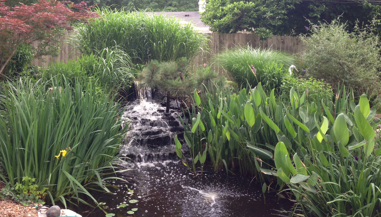 Pond with waterfall